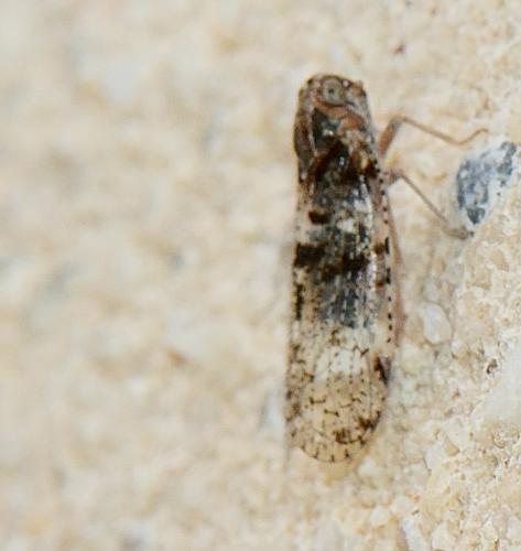 Réf. 312 172 : Cixius sp.